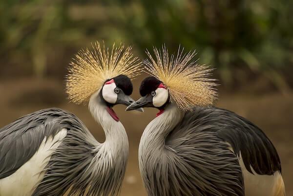 birds with bold feathers